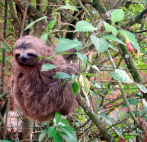sloth looking down
