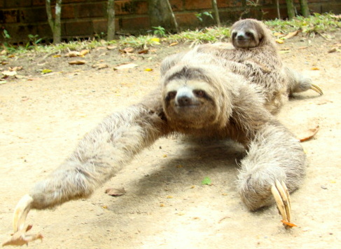 sloth with baby on ground